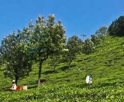 Package Tour To Coonoor